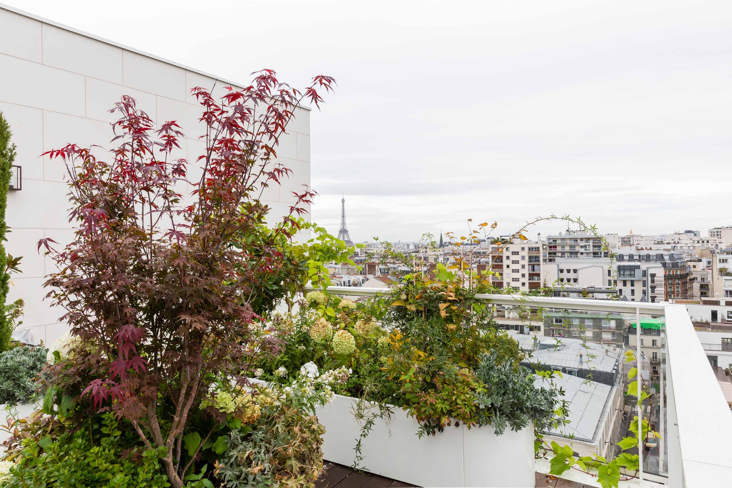 Terrasse plantée en étage, érable et massifs devant les toits de Paris